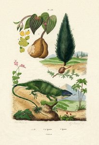 欧洲红豆杉，1833-39 作者 法语学校